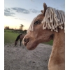 Hobby Horse Palomino